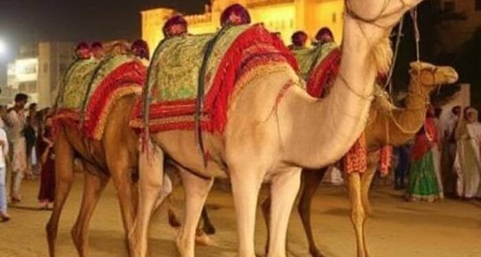 Bikaner Rajasthan The desert city of the Camel Festival