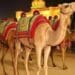 Bikaner Rajasthan The desert city of the Camel Festival