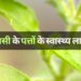 Health benefits of Tulsi leaves तुलसी के पत्तों के स्वास्थ्य लाभ